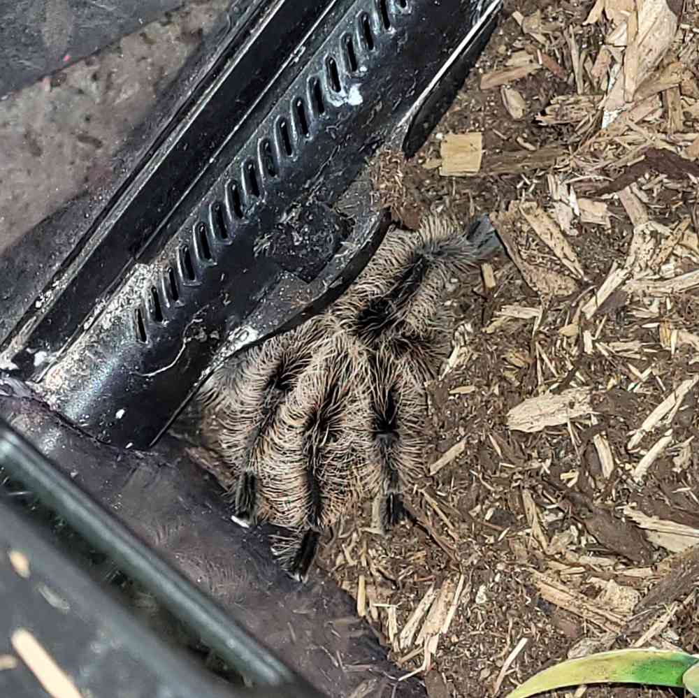 Curly Hair Tarantula