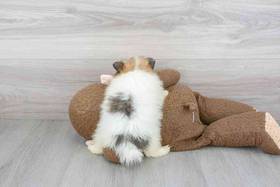 Pomeranian