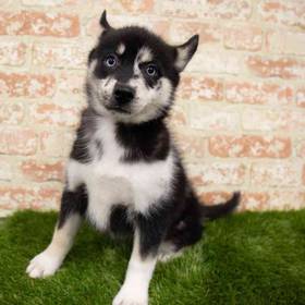 Pomsky