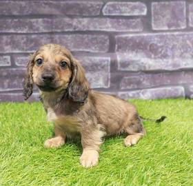 Dachshund