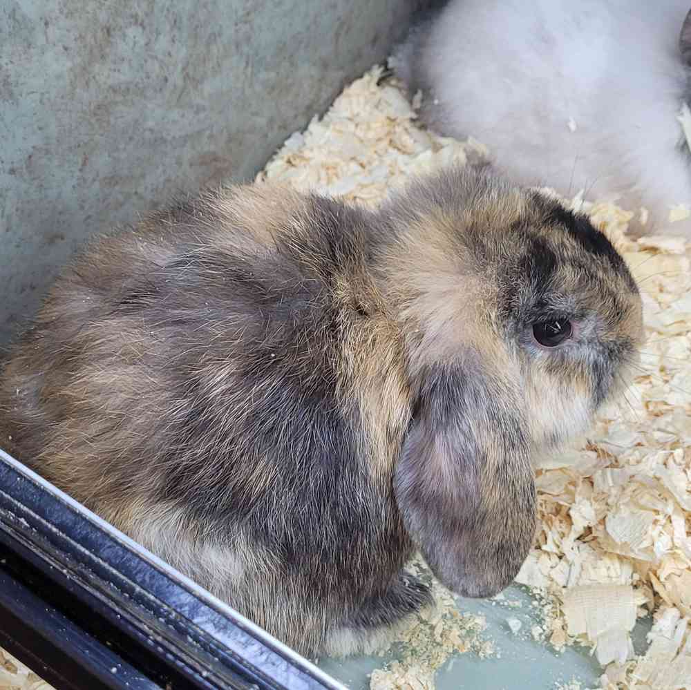 Mini Lop Rabbit
