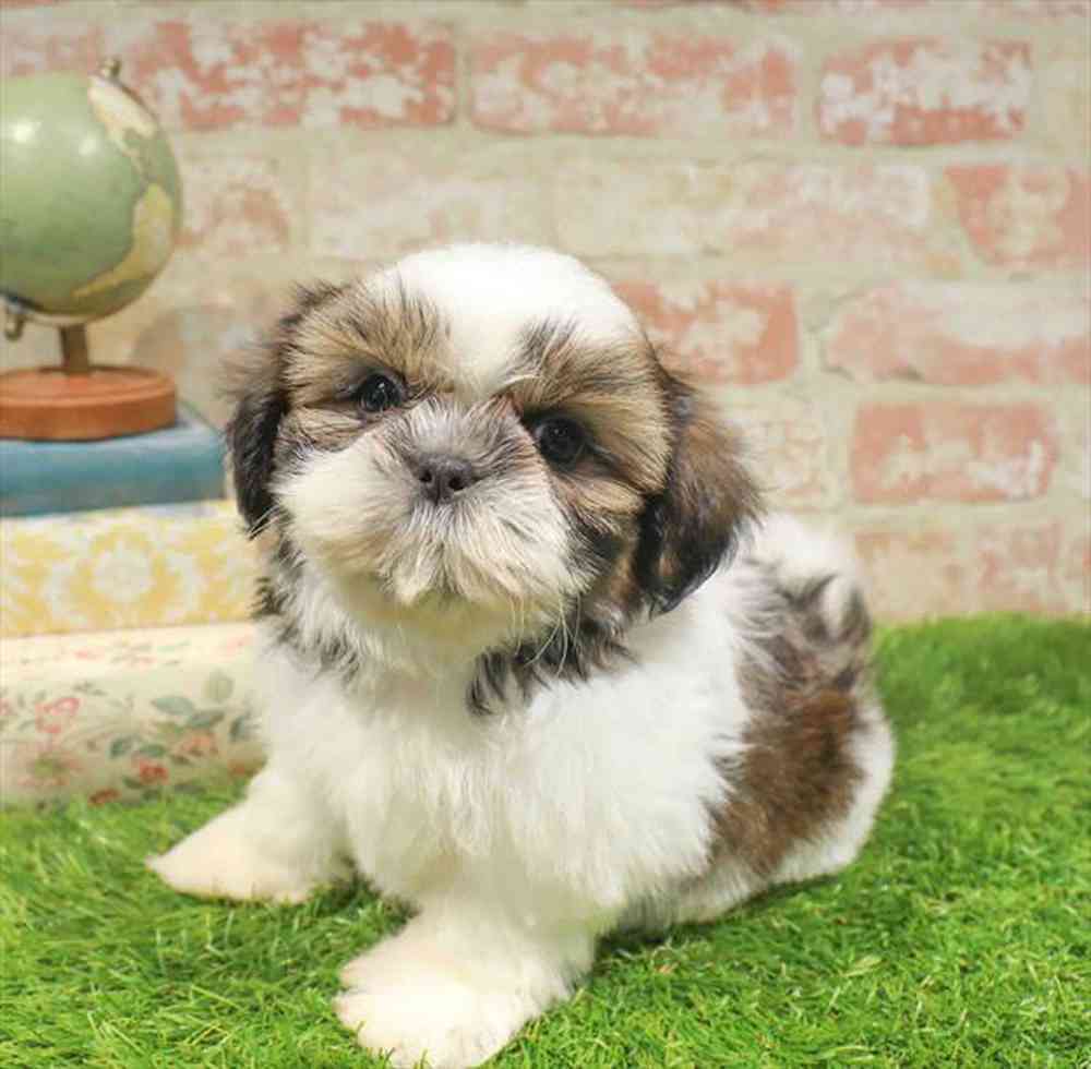 pet-img