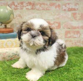 Teddy Bear