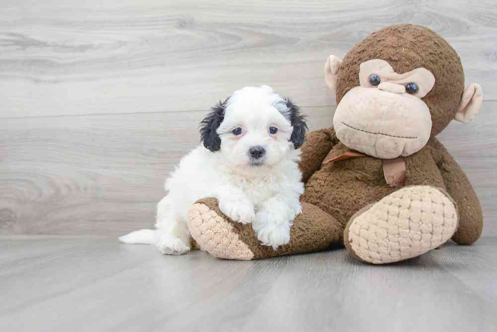 Female, Teddy Bear, PV Pets