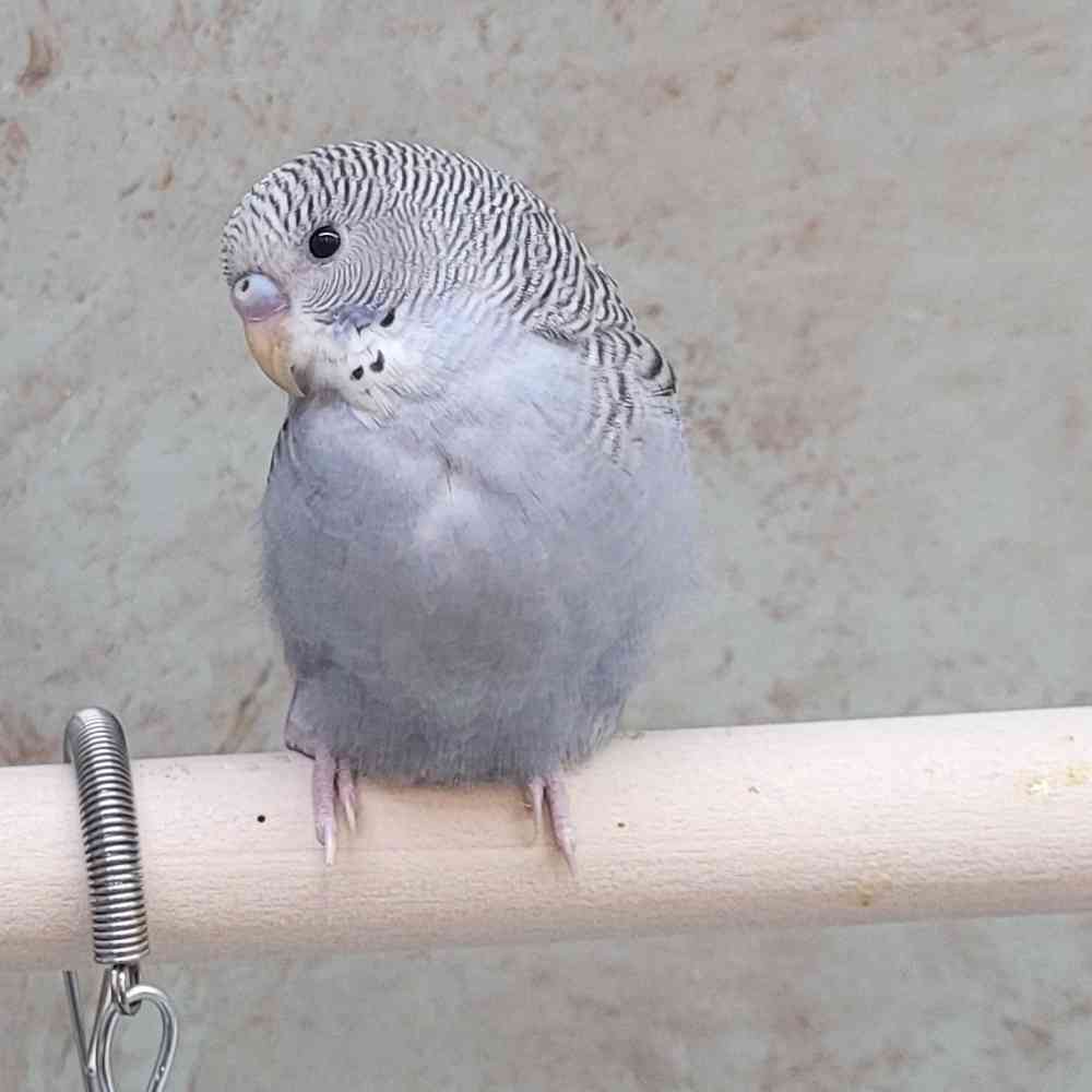 Parakeet