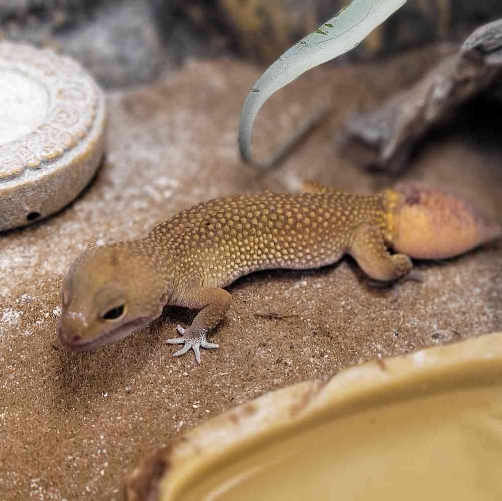 Leopard Gecko