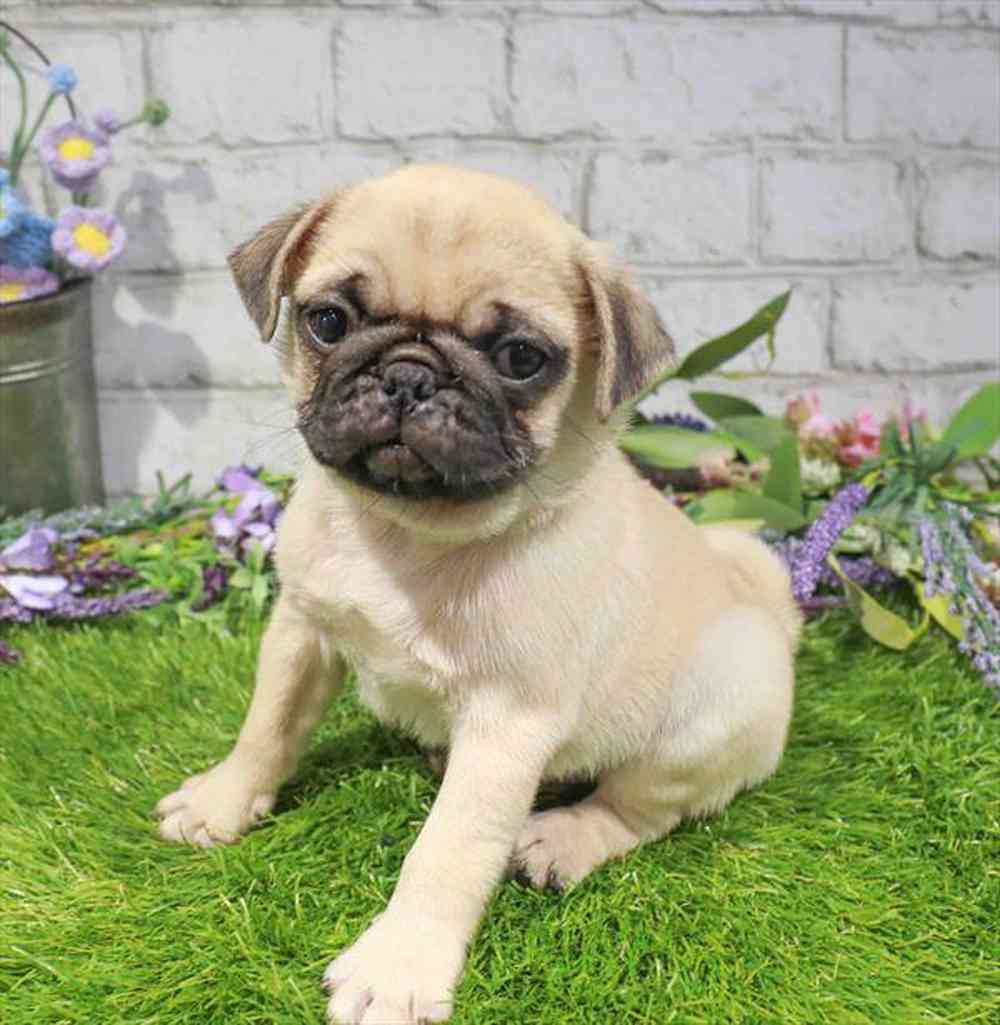 pet-img