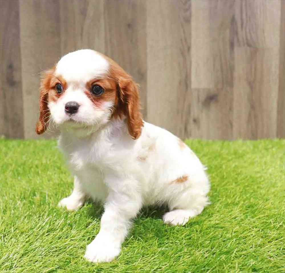 pet breed image