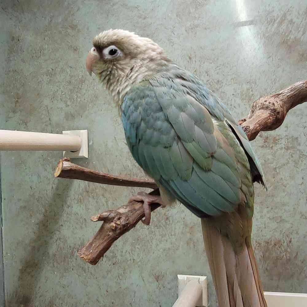 Green-Cheeked Conure