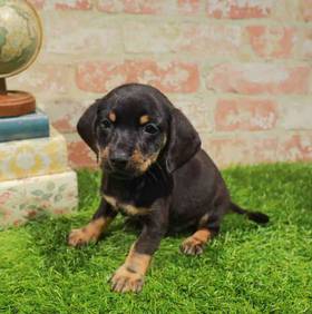 Chiweenie