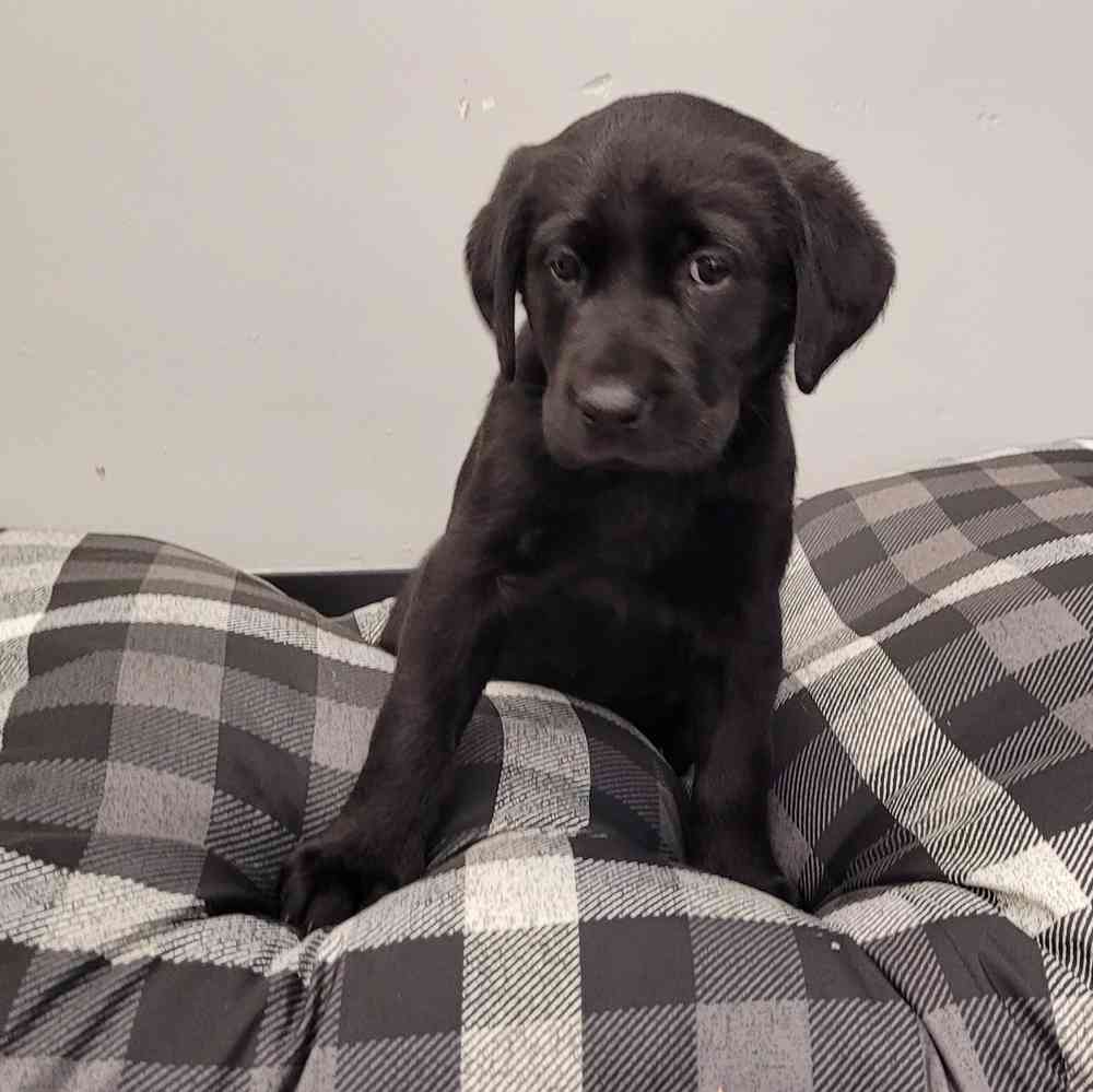 Female, Labrador Retriever, PV Pets