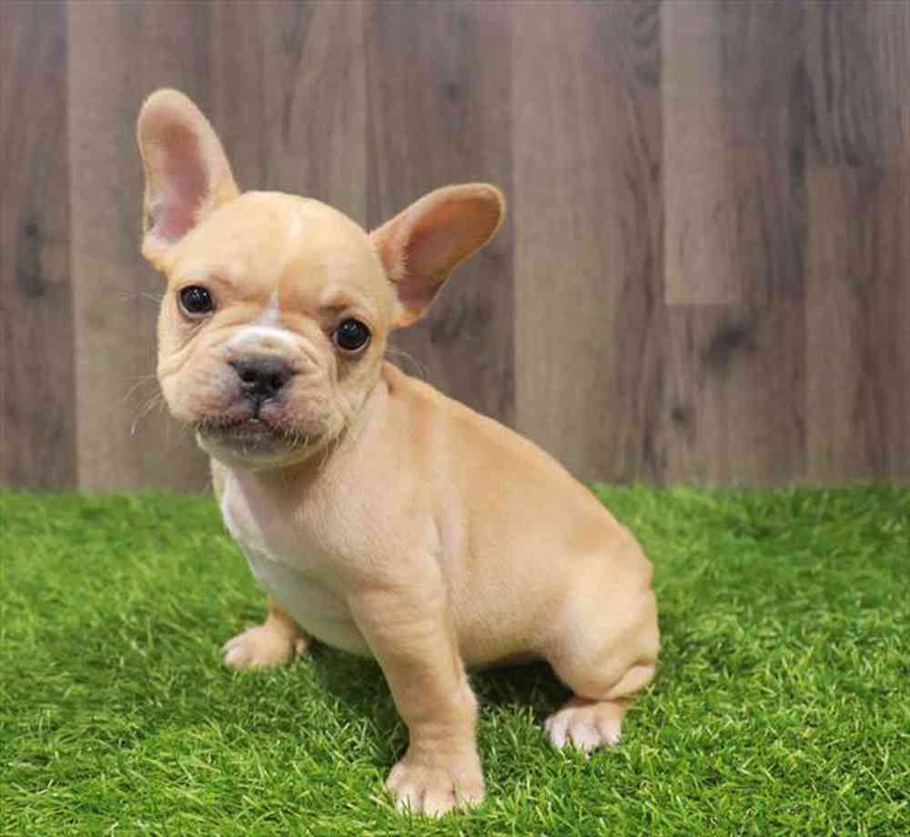 pet-img