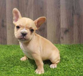French Bulldog