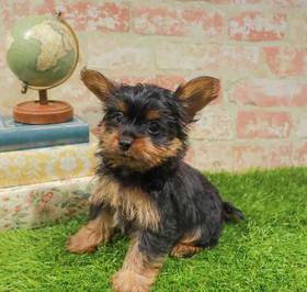 Yorkie