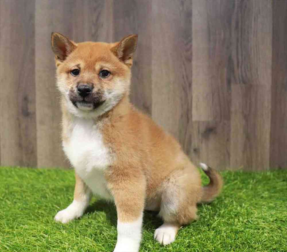 pet-img
