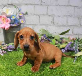 Dachshund