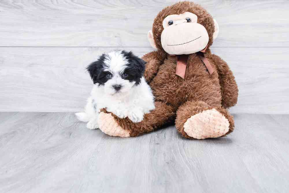 Male, Teddy Bear, PV Pets