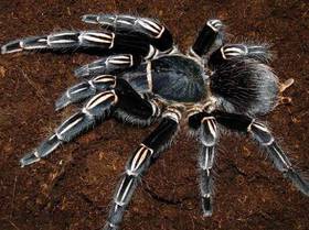 Stripe Knee Tarantula