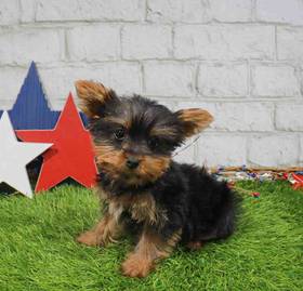 Yorkie