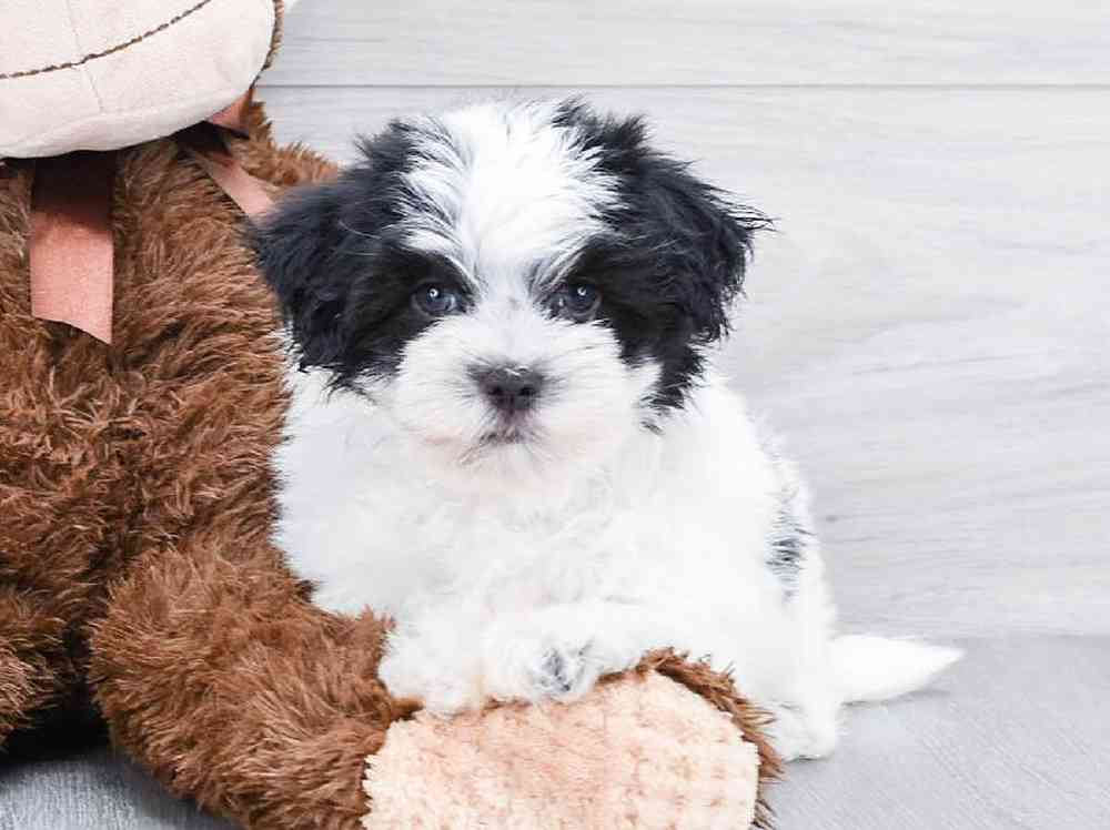 Male, Teddy Bear, PV Pets