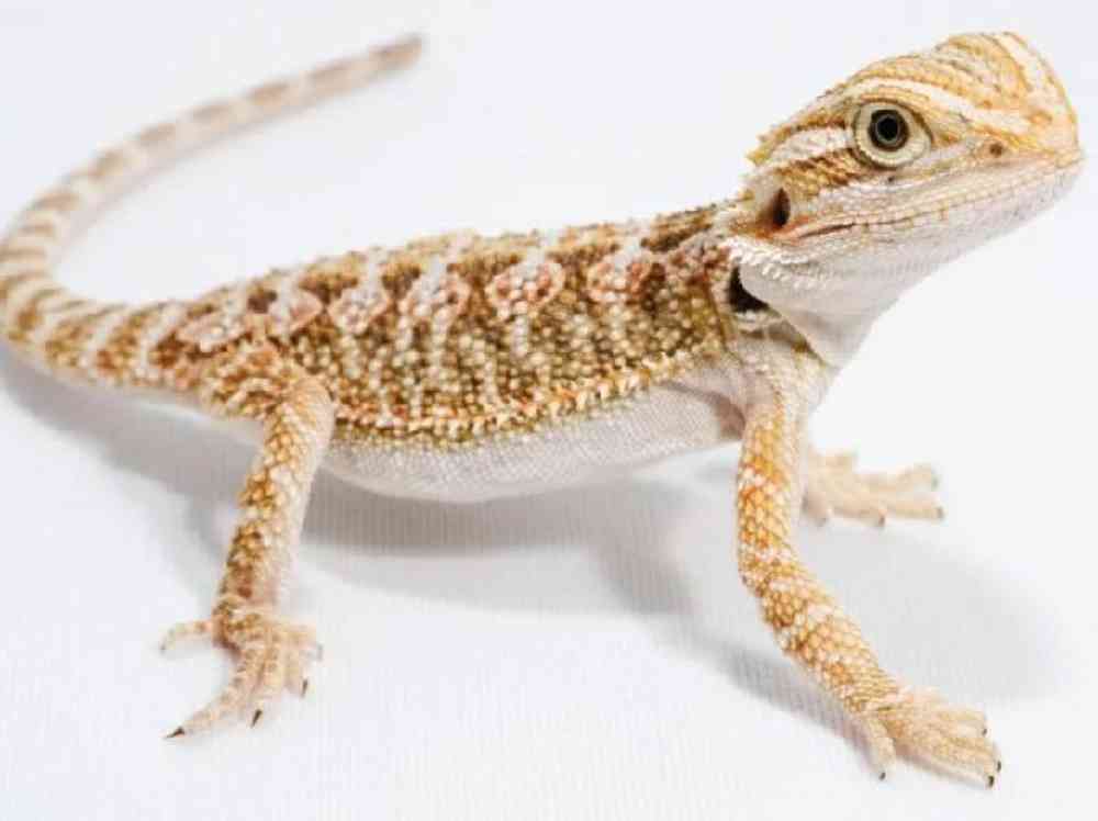 Bearded Dragon