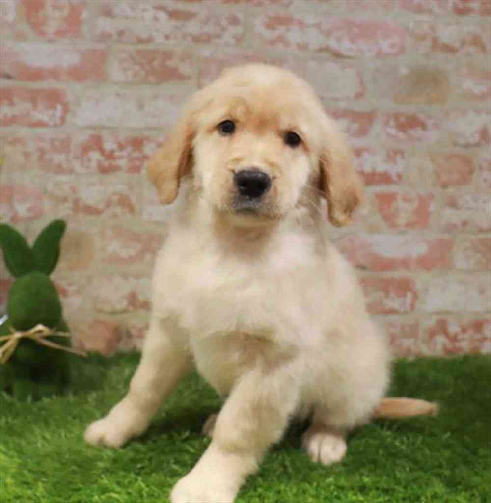 pet-img