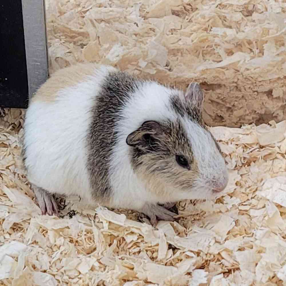 Short Hair Guinea Pig