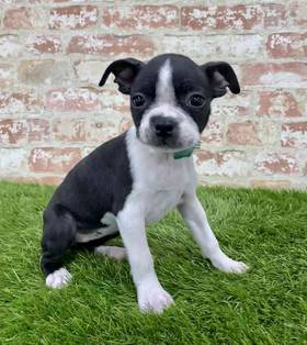 Boston Terrier