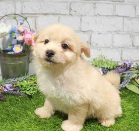 Pom-A-Poo