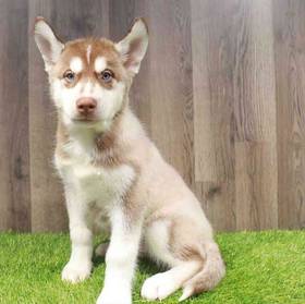 Siberian Husky