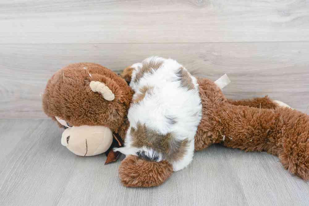 Male, Cavachon, PV Pets