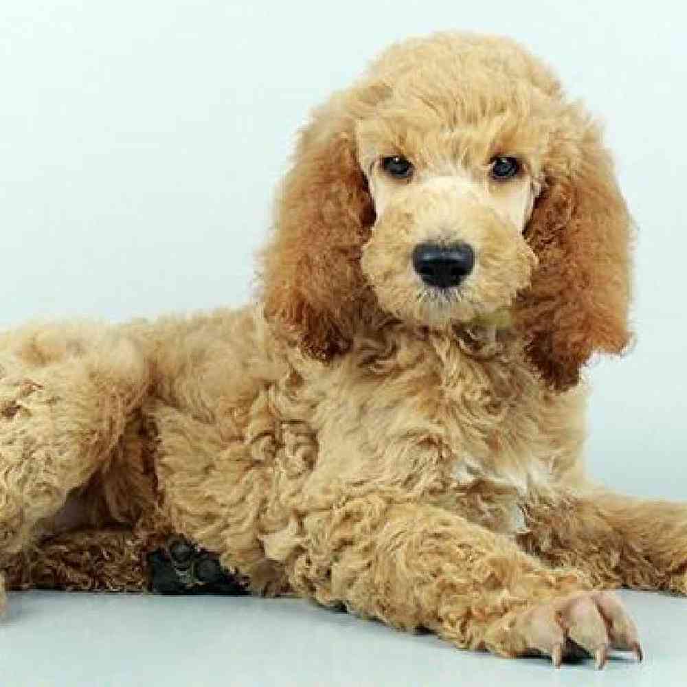 Male, Standard Poodle, PV Pets