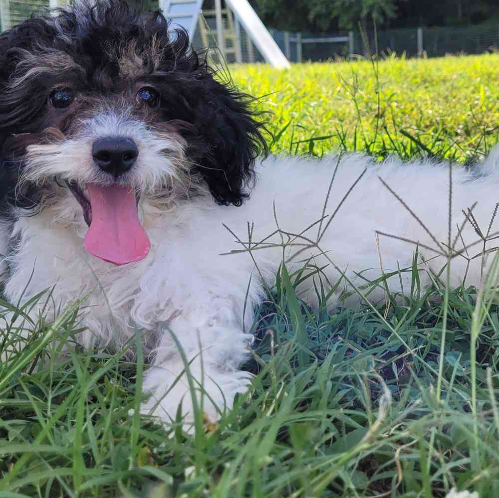 Male, Bichon-Poodle, PV Pets