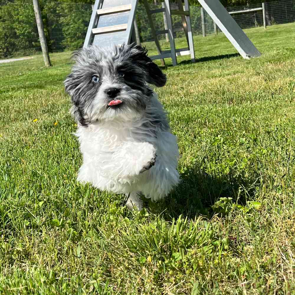 Male, Shipoo, PV Pets
