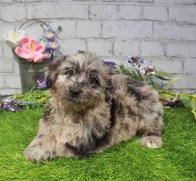 Mini Aussiedoodle
