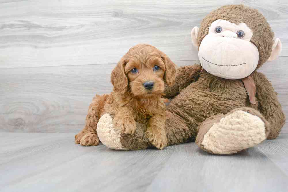 Male, Cockapoo, PV Pets