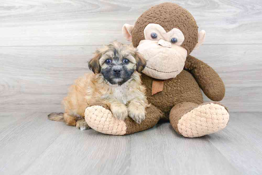 Female, Teddy Bear, PV Pets