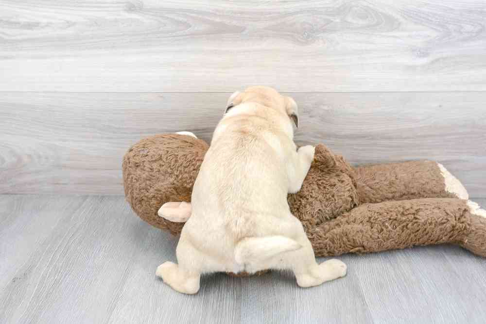 Female, Pug, PV Pets