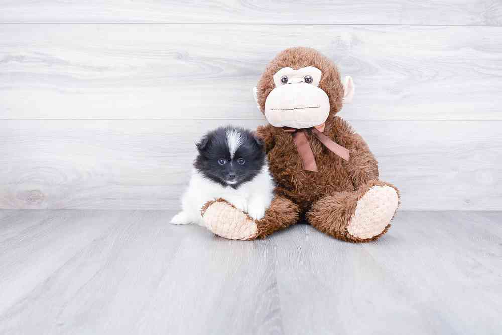 Female, Pomeranian, PV Pets