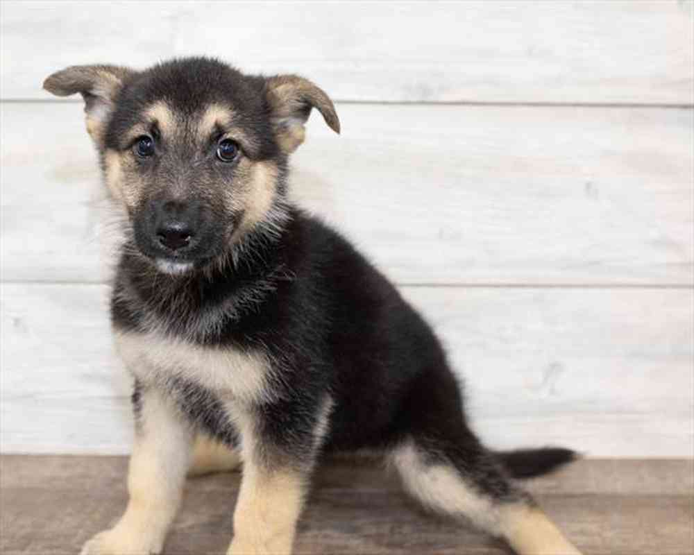 Female, German Shepherd, PV Pets