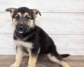 German Shepherd