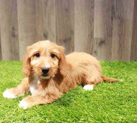 Dachshund