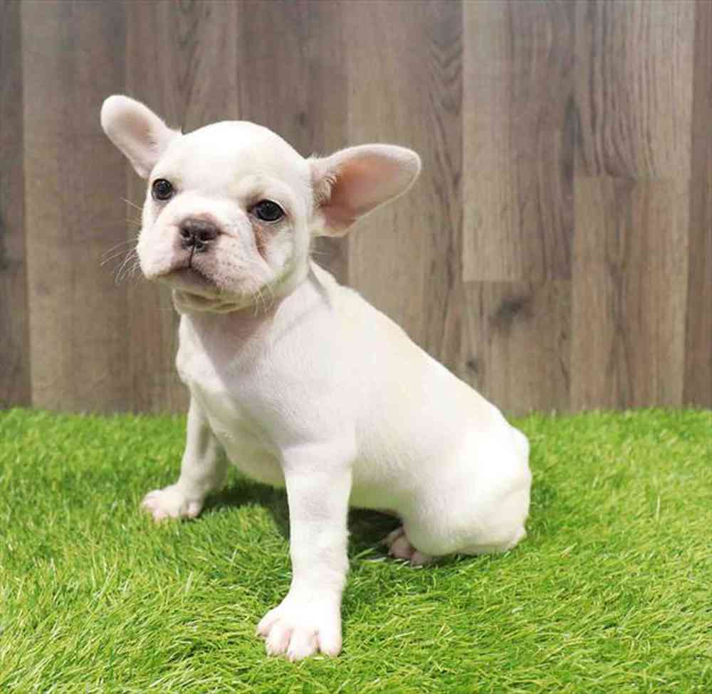 pet-img