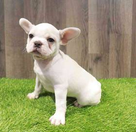 French Bulldog