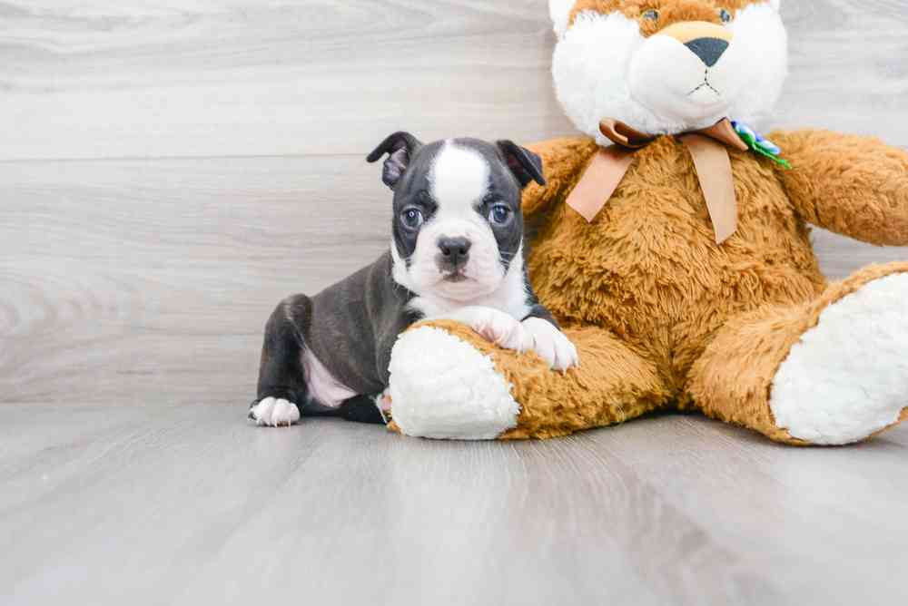 Male, Boston Terrier, PV Pets