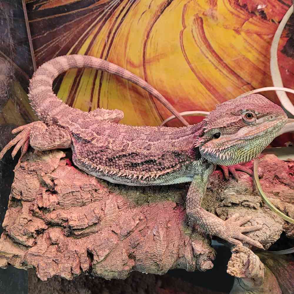 Reptiles for Sale by Breed - PV Pets