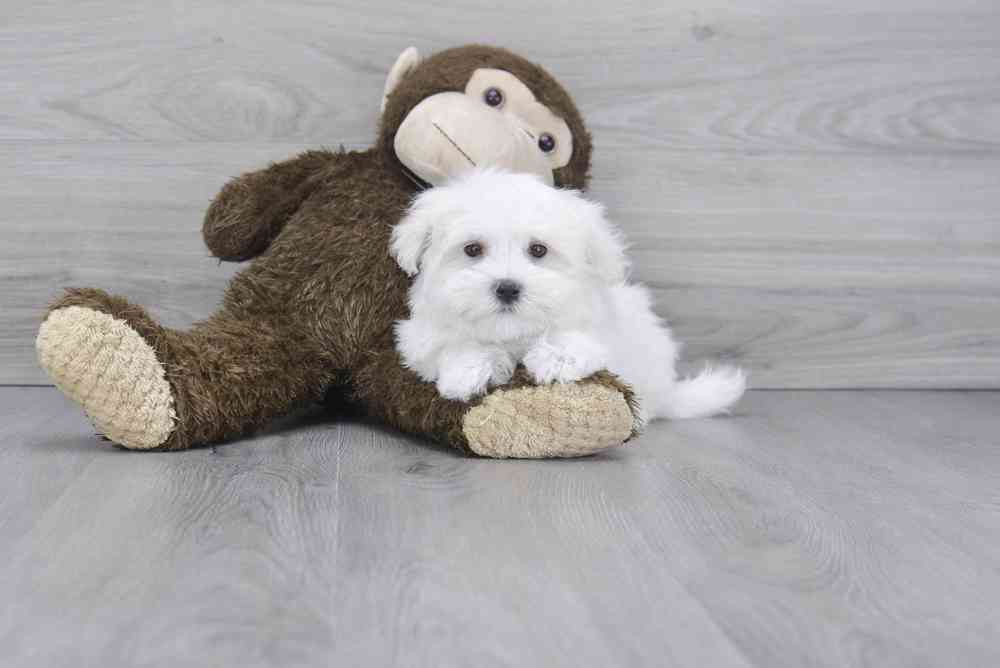 Male, Maltese, PV Pets