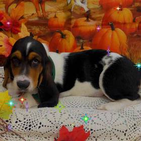 Basset Hound