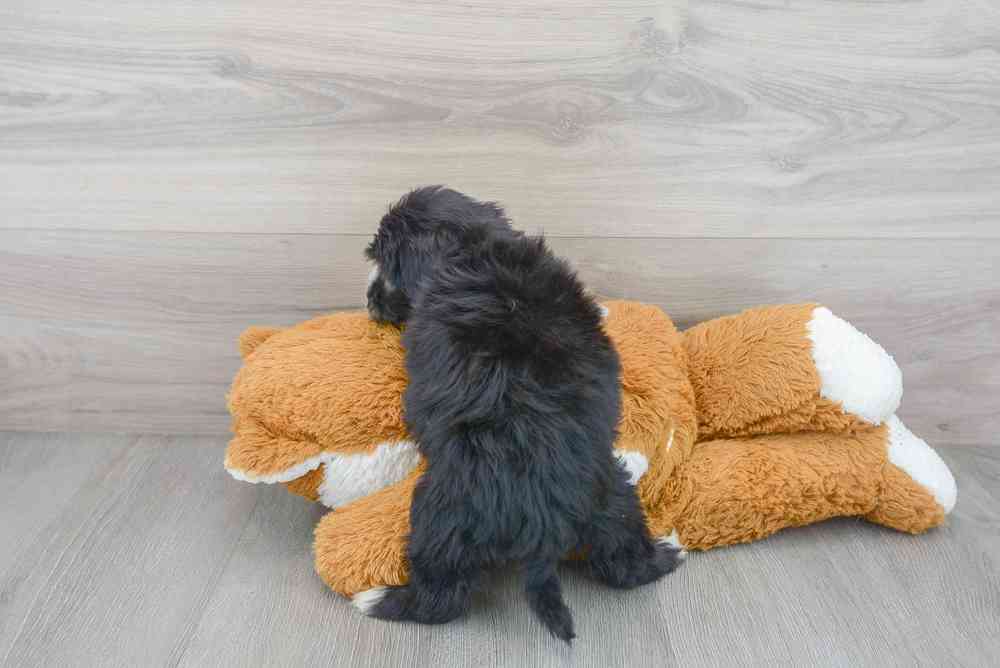 Female, Mini Sheepadoodle, PV Pets