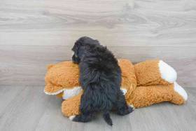 Mini Sheepadoodle